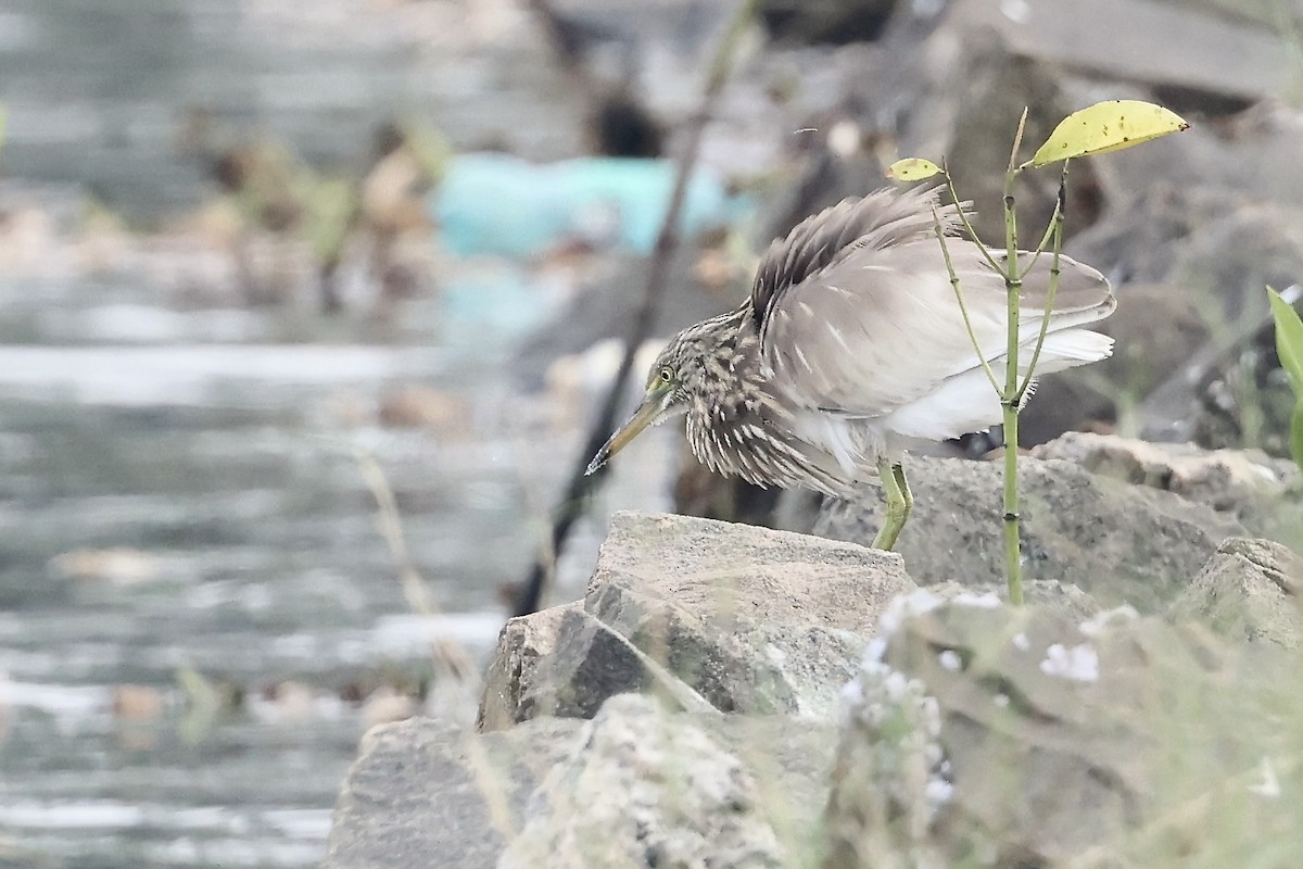 Indian Pond-Heron - ML645212497