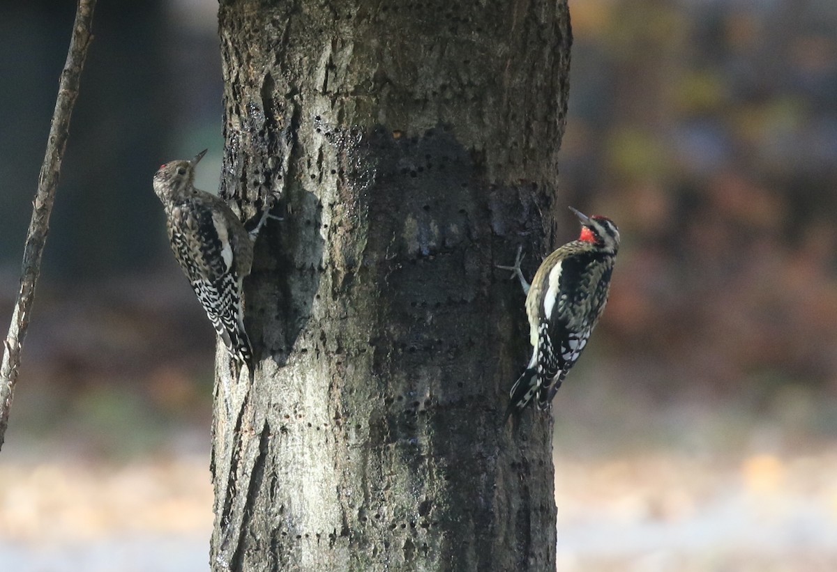 Gelbbauch-Saftlecker - ML645212502