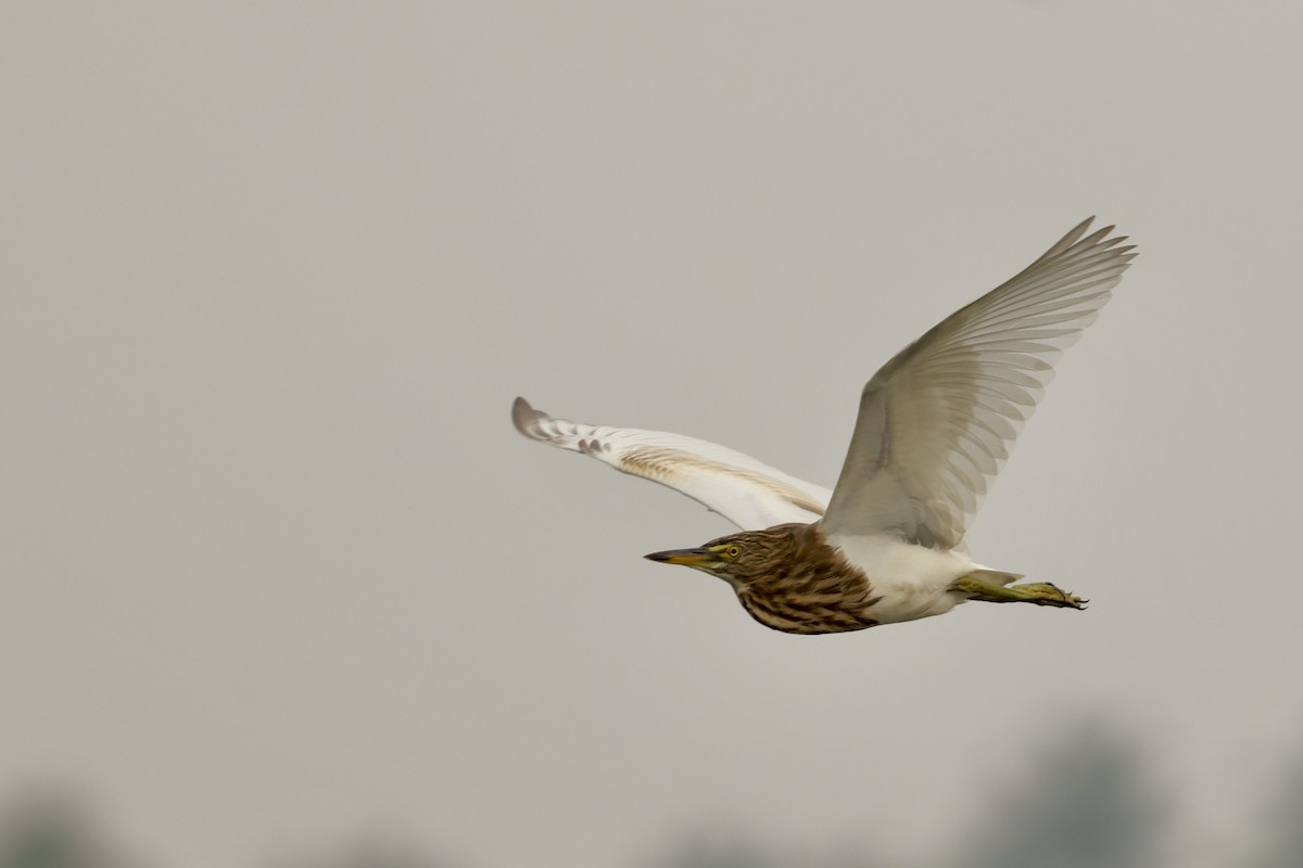 Indian Pond-Heron - ML645212509