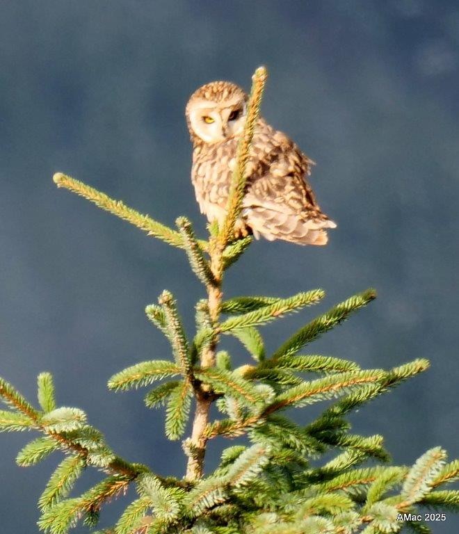 Short-eared Owl - ML645212514