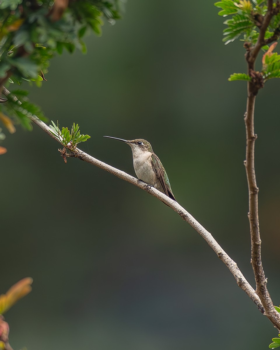 Рубиновогорлый колибри - ML645212521