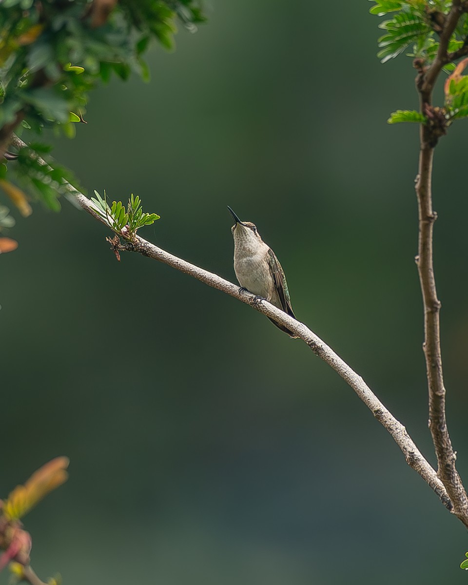 Рубиновогорлый колибри - ML645212522