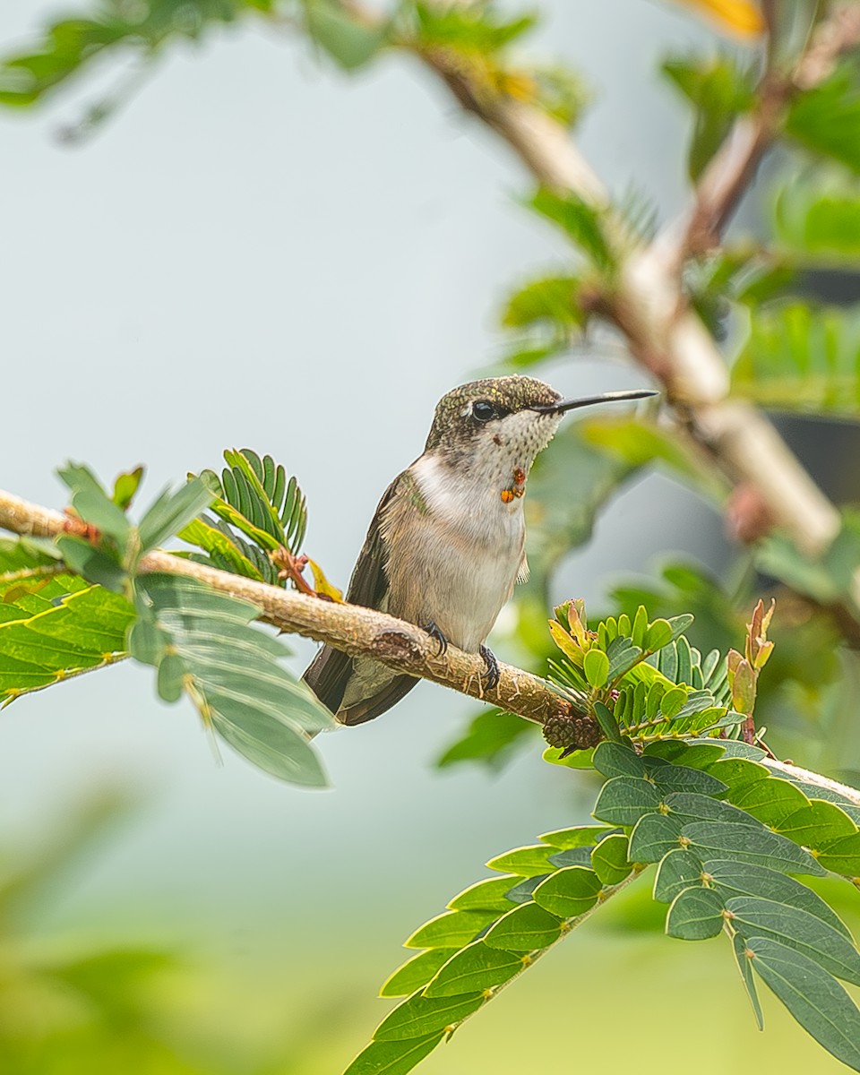 Рубиновогорлый колибри - ML645212523
