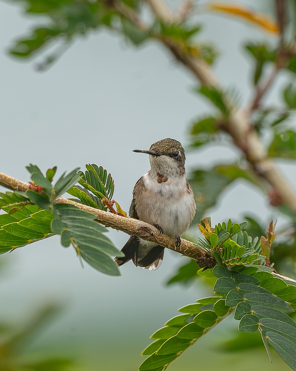 Рубиновогорлый колибри - ML645212524