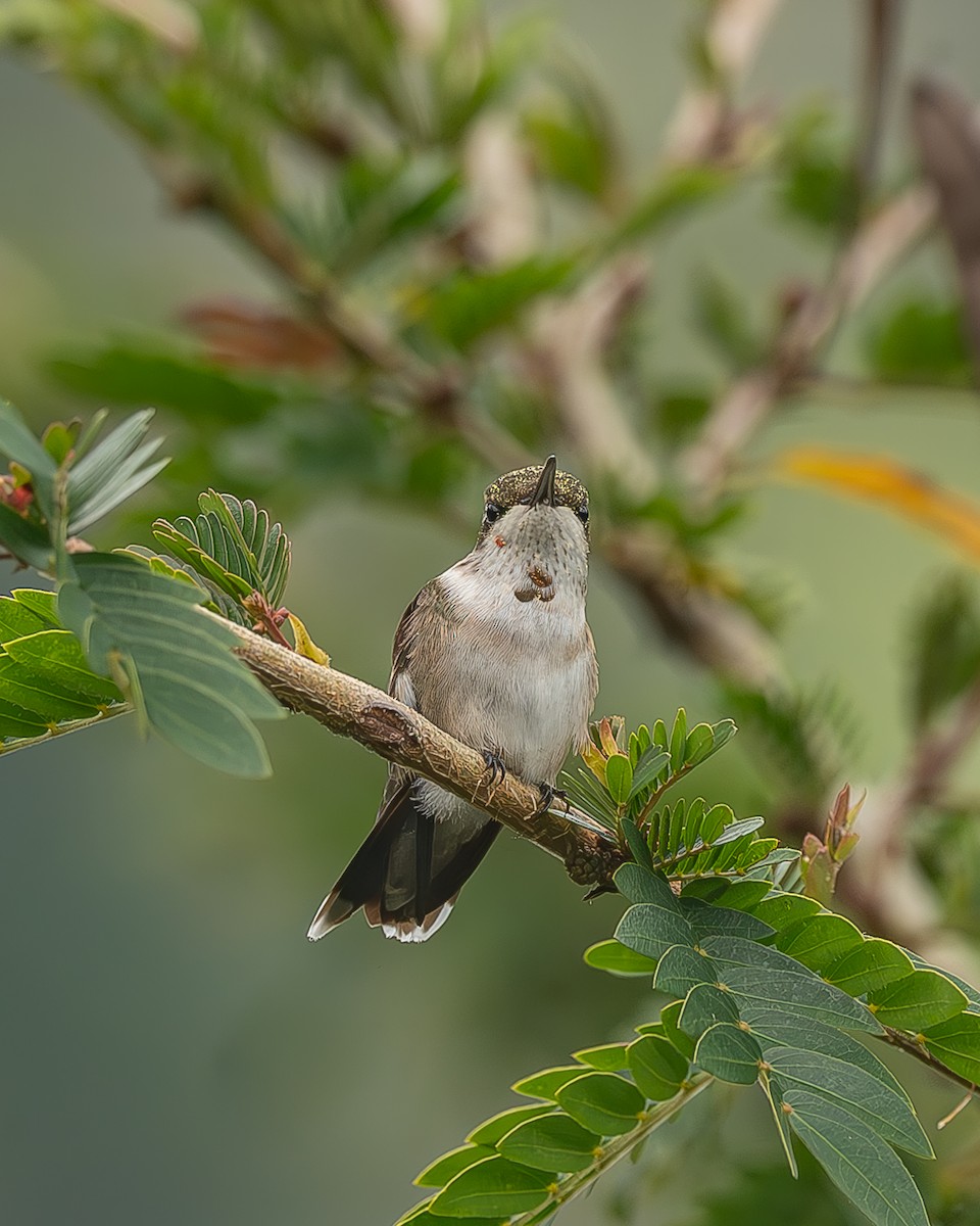 Рубиновогорлый колибри - ML645212525