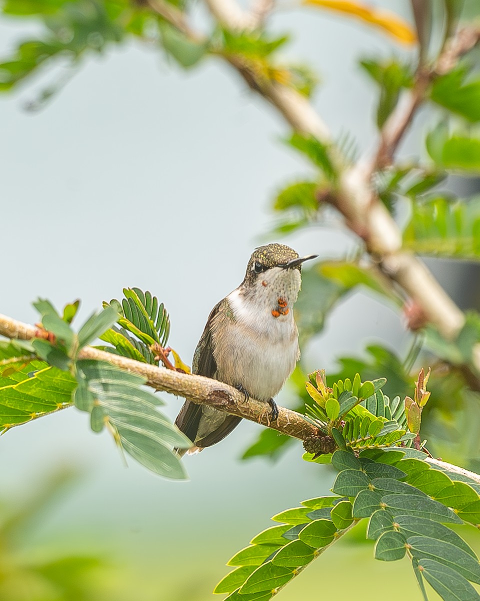 Рубиновогорлый колибри - ML645212526