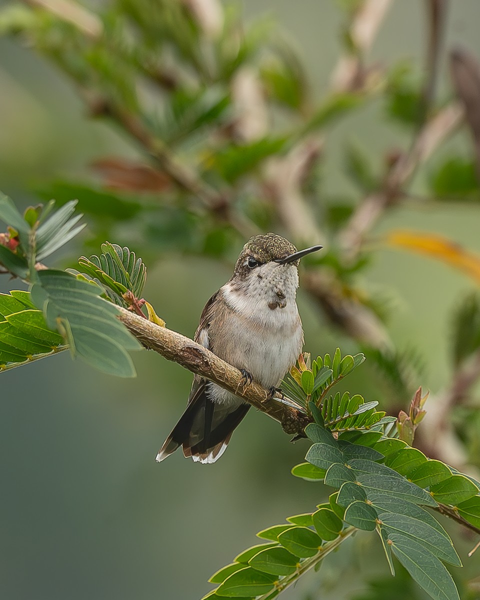 Рубиновогорлый колибри - ML645212527