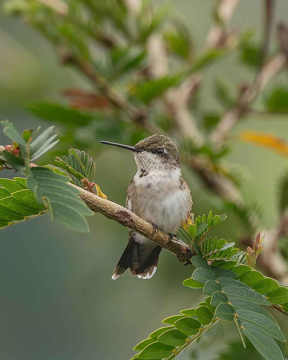 Рубиновогорлый колибри - ML645212528