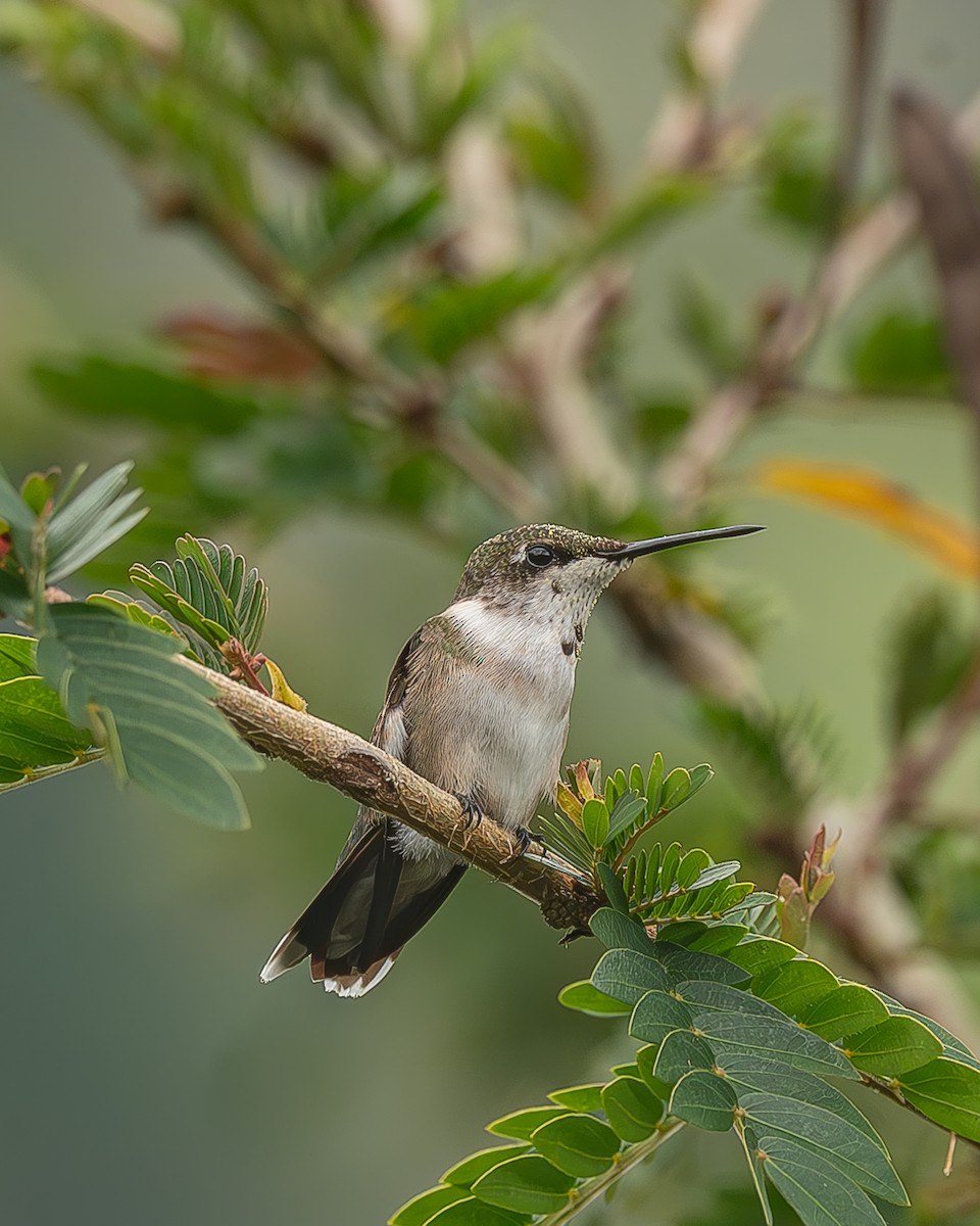 Рубиновогорлый колибри - ML645212529