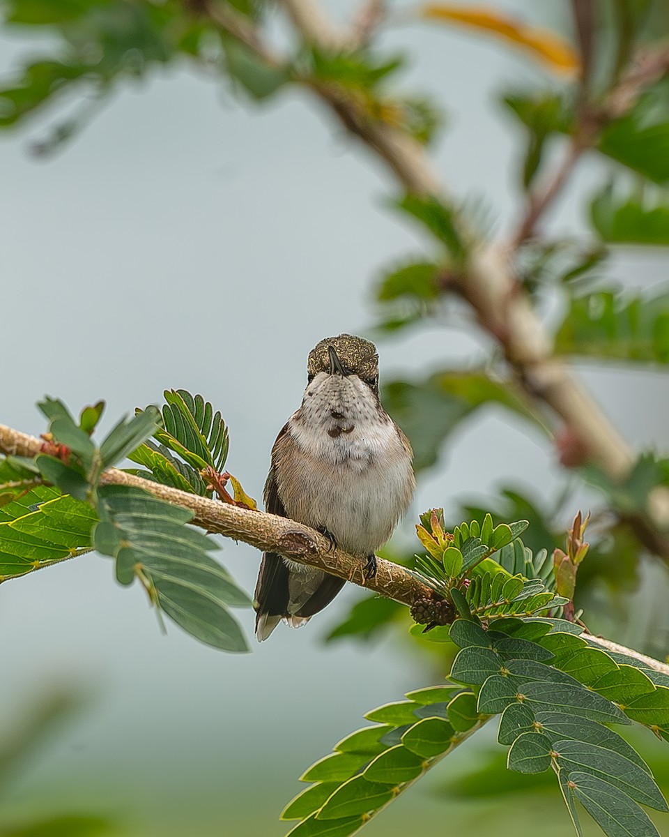 Рубиновогорлый колибри - ML645212530