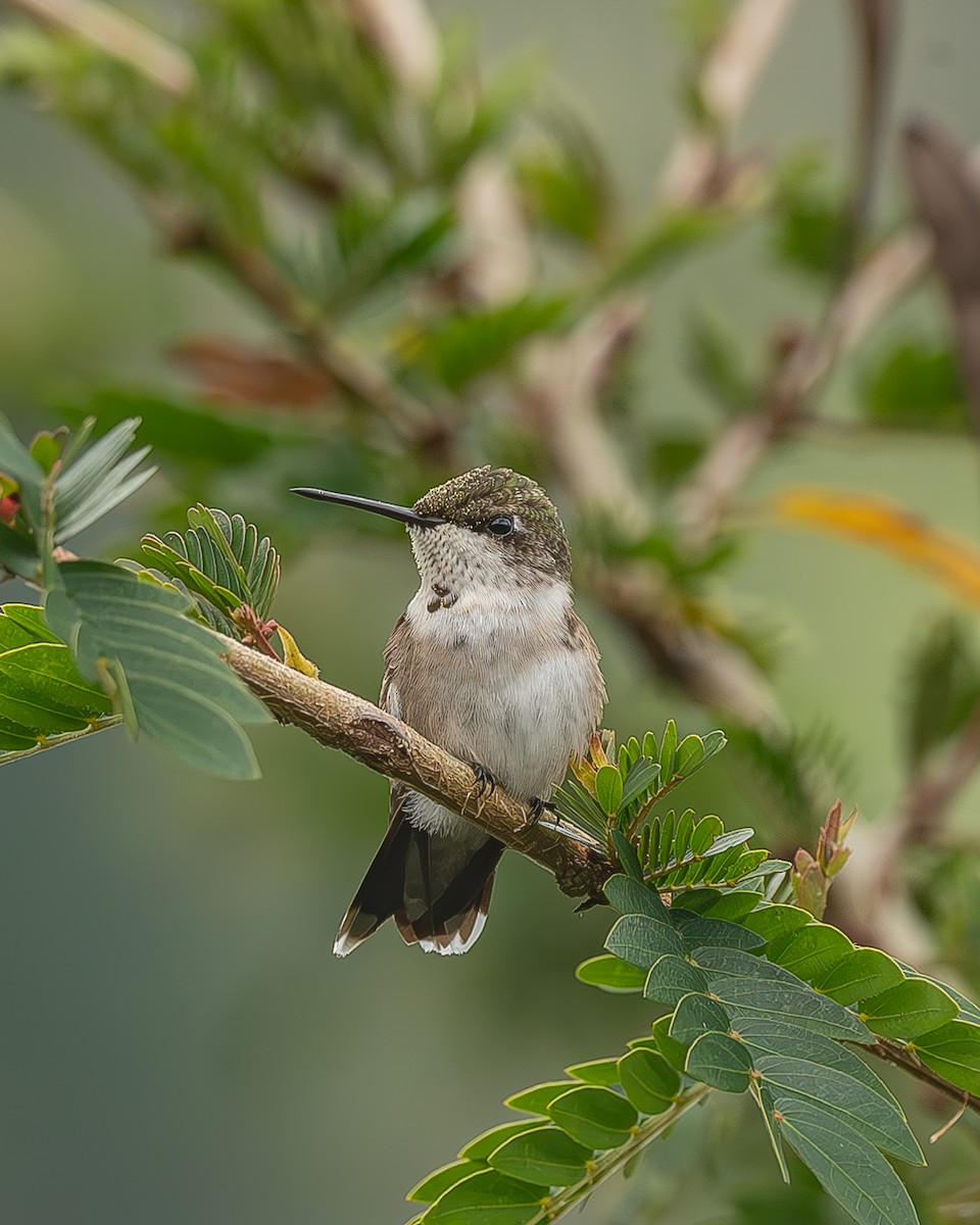 Рубиновогорлый колибри - ML645212531