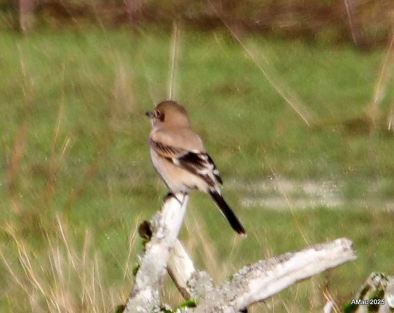 Northern Shrike - ML645212534