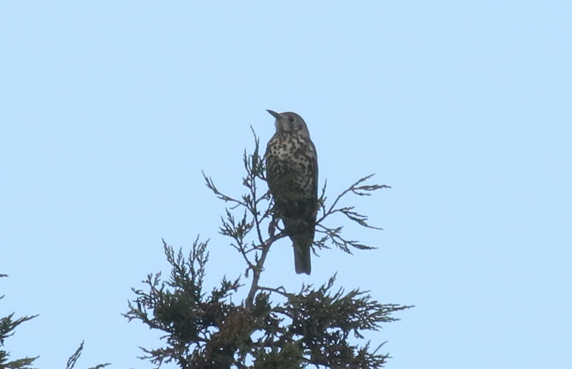 drozd brávník - ML645212543