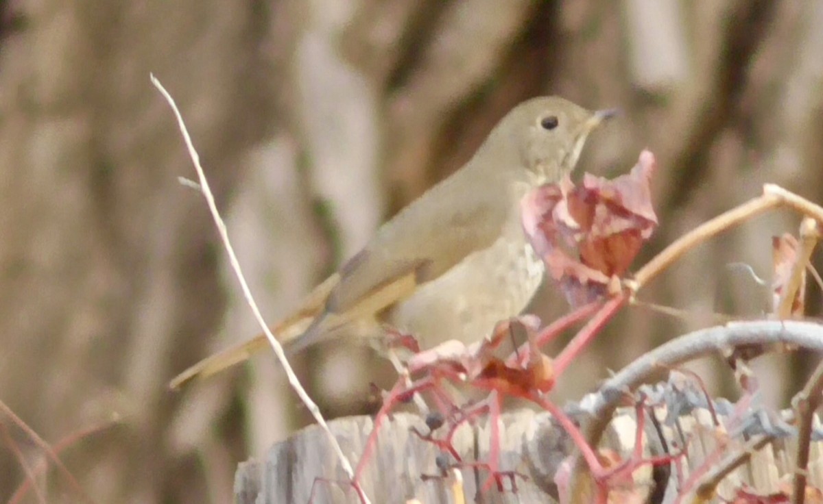 Hermit Thrush - ML645212574