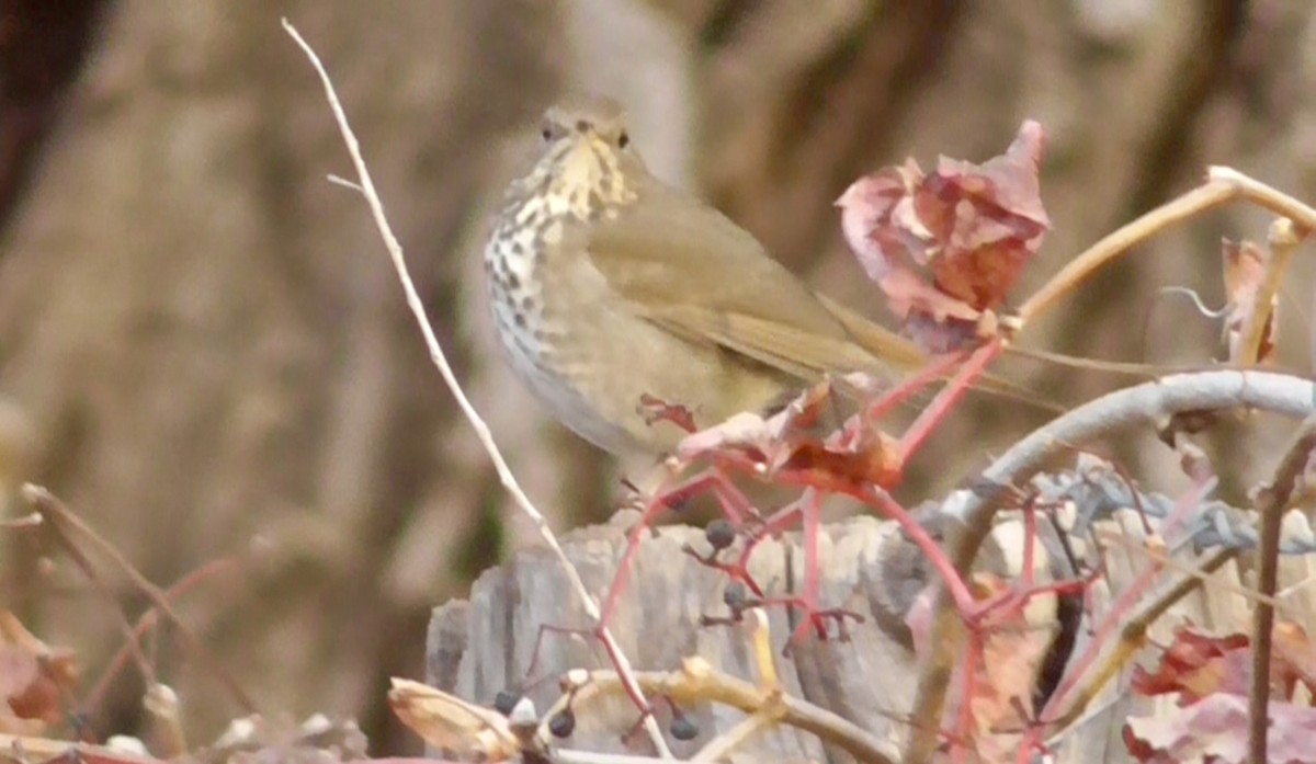 Hermit Thrush - ML645212575