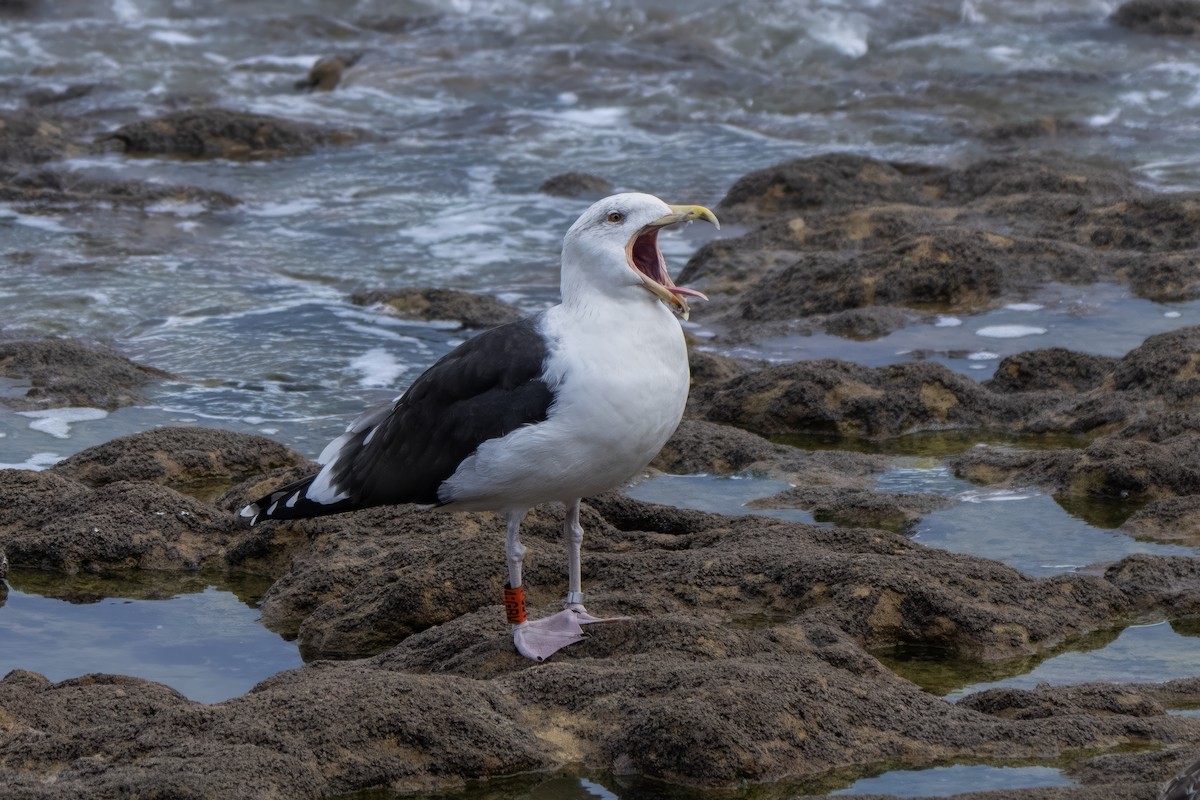 Great Black-backed Gull - ML645212579