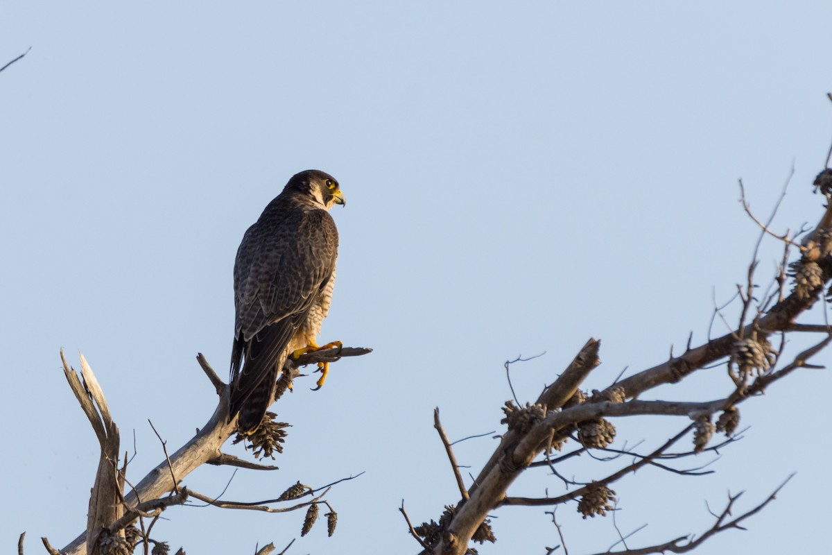 Peregrine Falcon - ML645212602