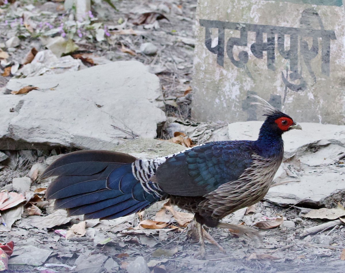 Kalij Pheasant - ML645212603