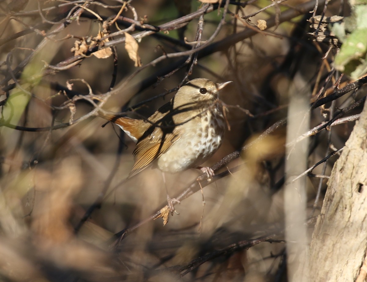 Hermit Thrush - ML645212609