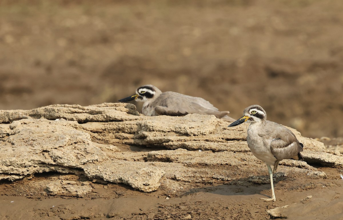 Great Thick-knee - ML645212621
