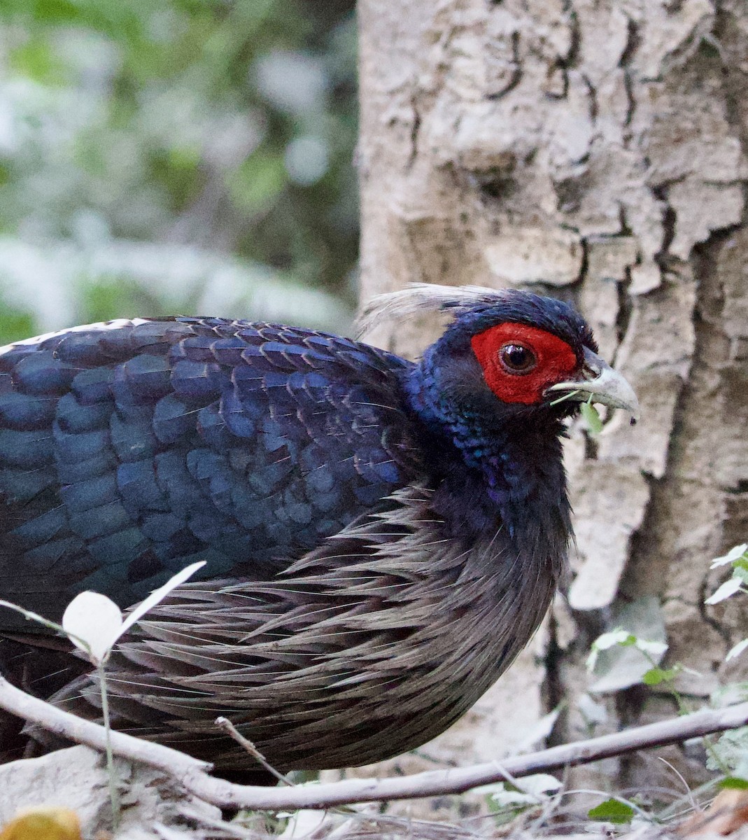 Kalij Pheasant - ML645212623