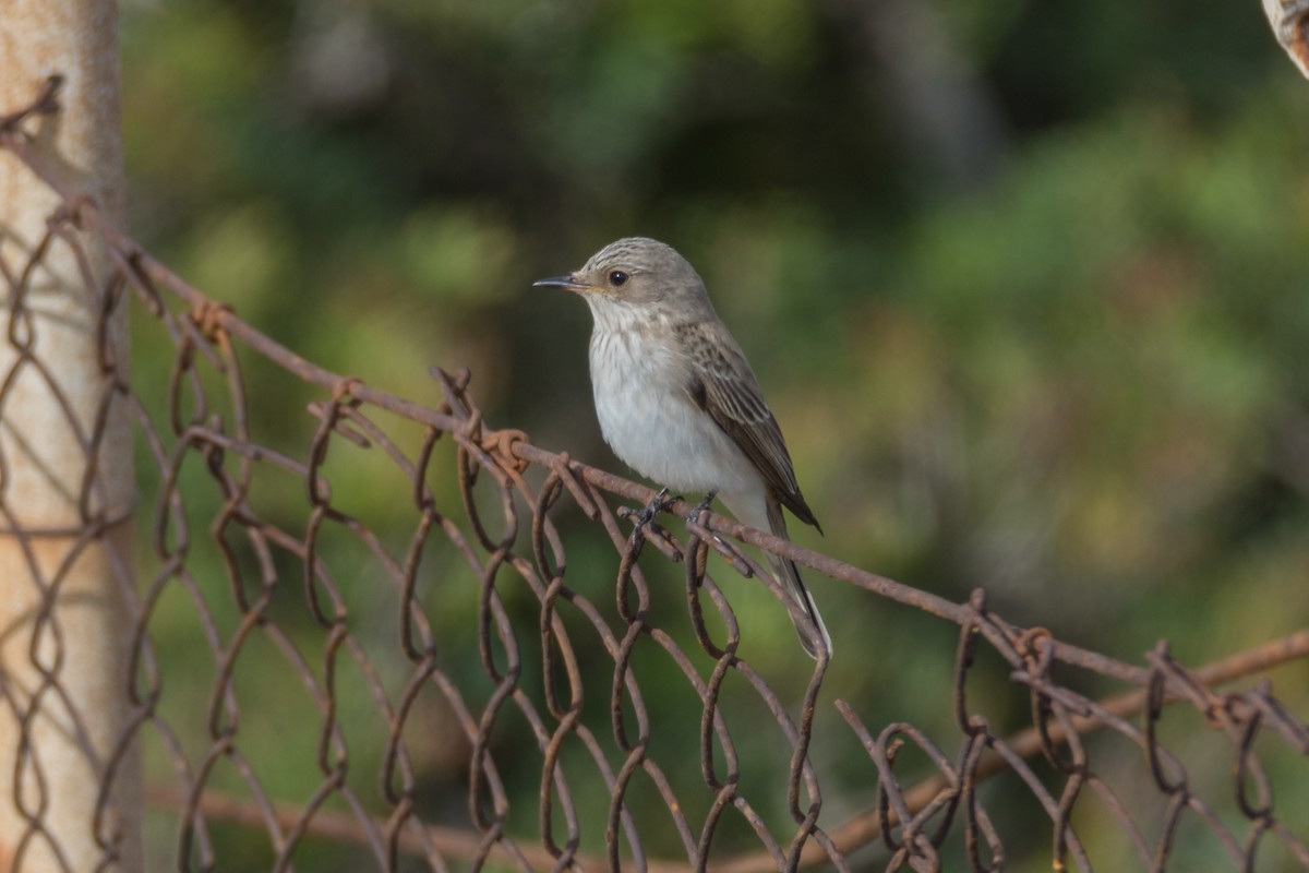 Spotted Flycatcher - ML645212629