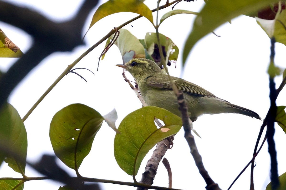 Greenish Warbler - ML645212630