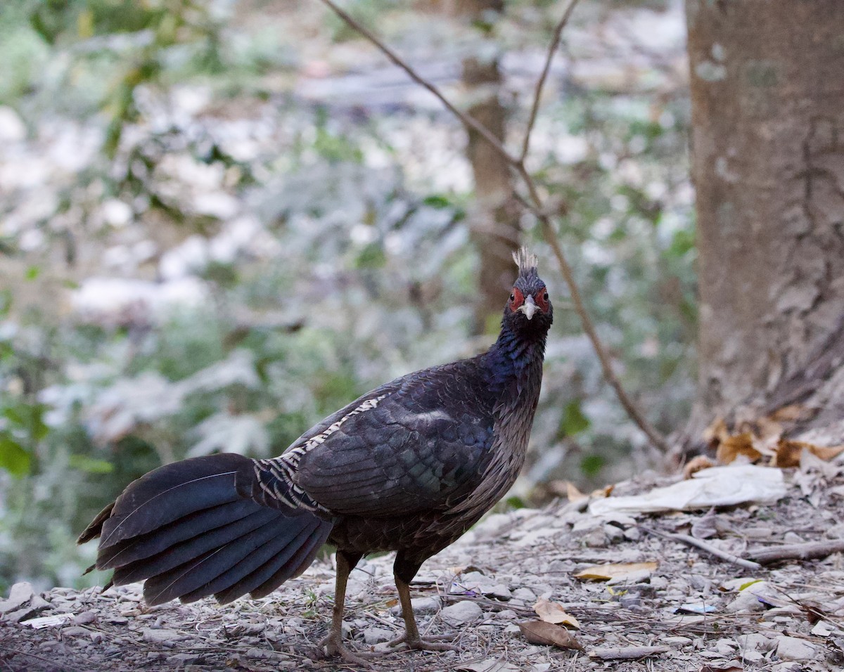 Kalij Pheasant - ML645212638