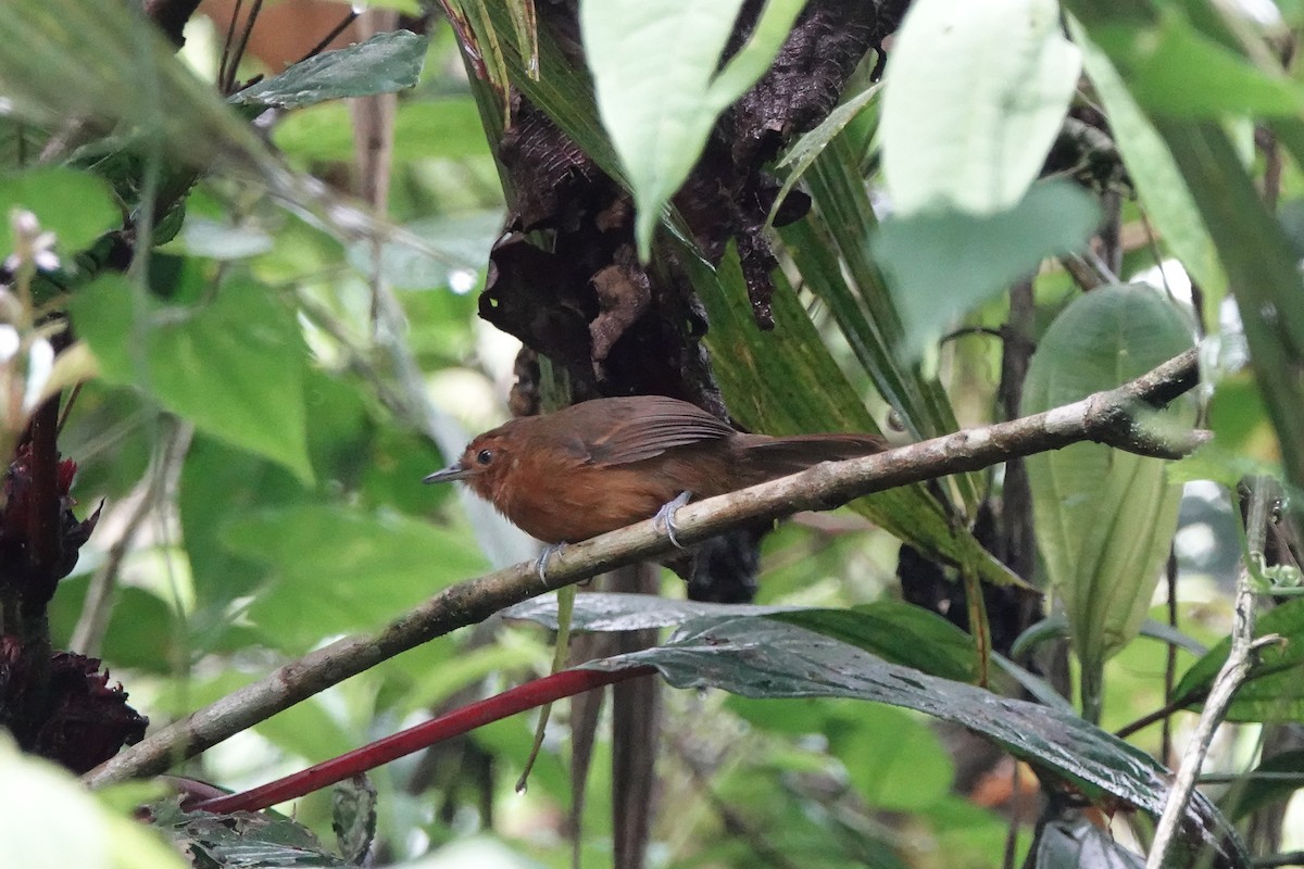 Blackish Antbird - ML645212643