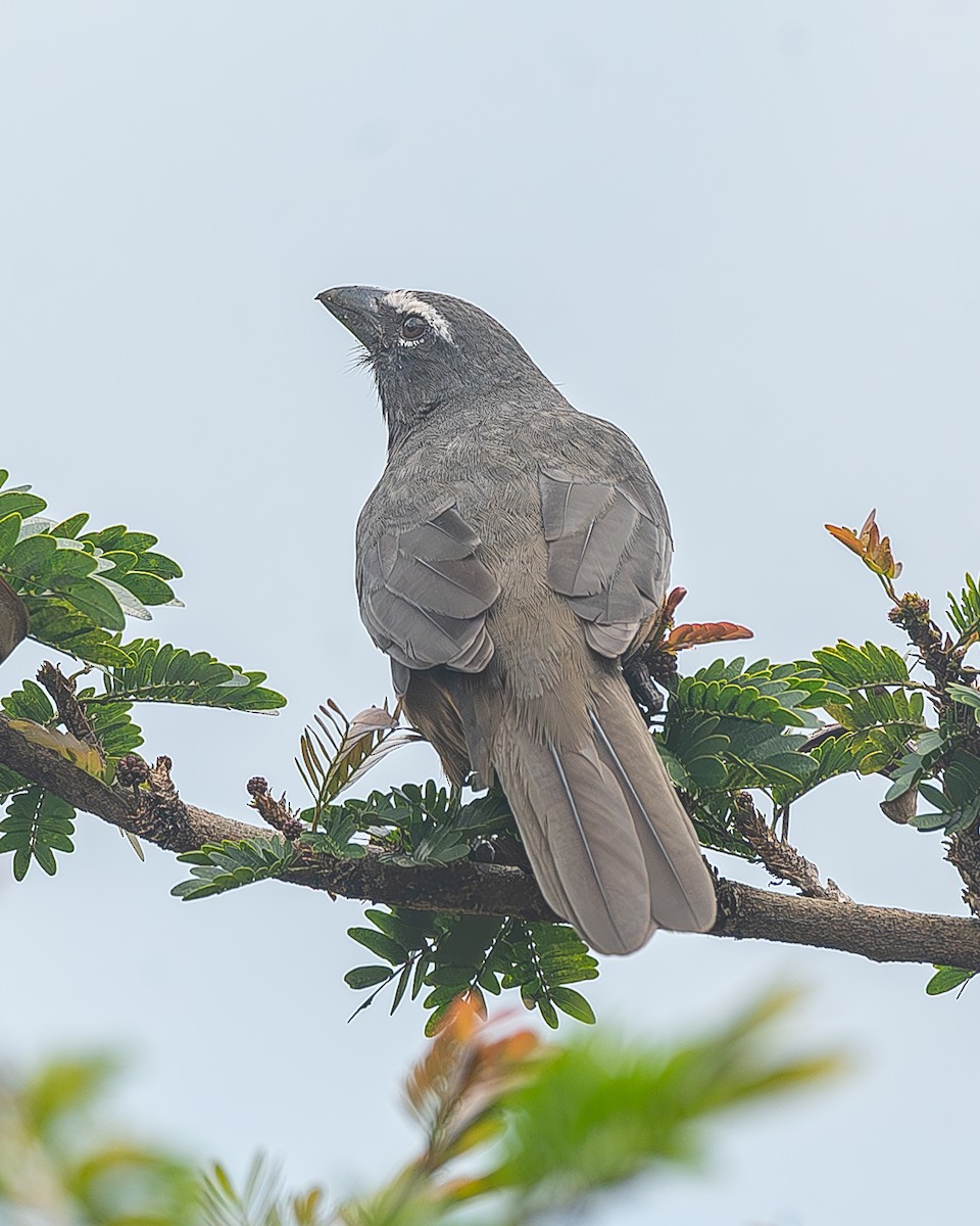 Cinnamon-bellied Saltator - ML645212649