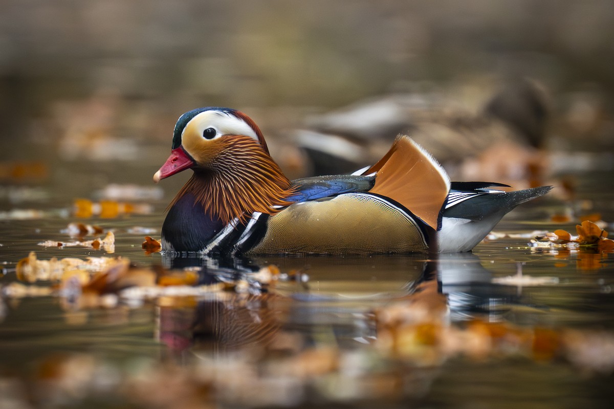 Mandarin Duck - ML645212651