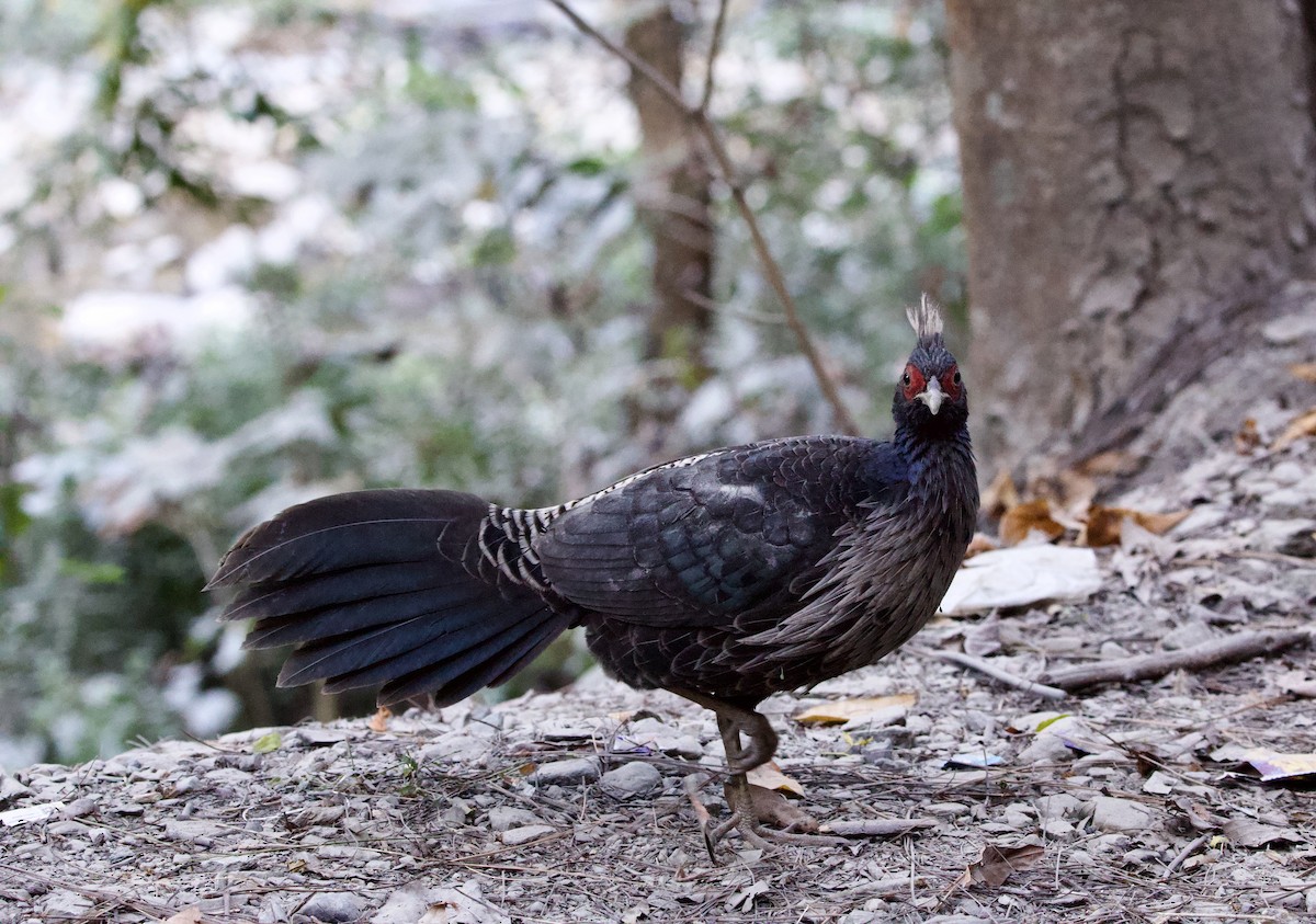 Kalij Pheasant - ML645212661