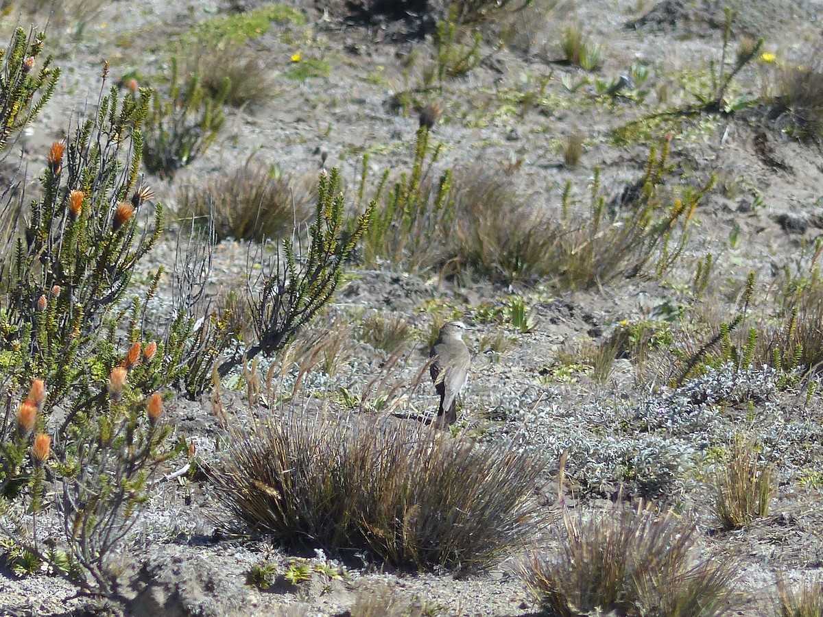 White-browed Ground-Tyrant - ML645212686