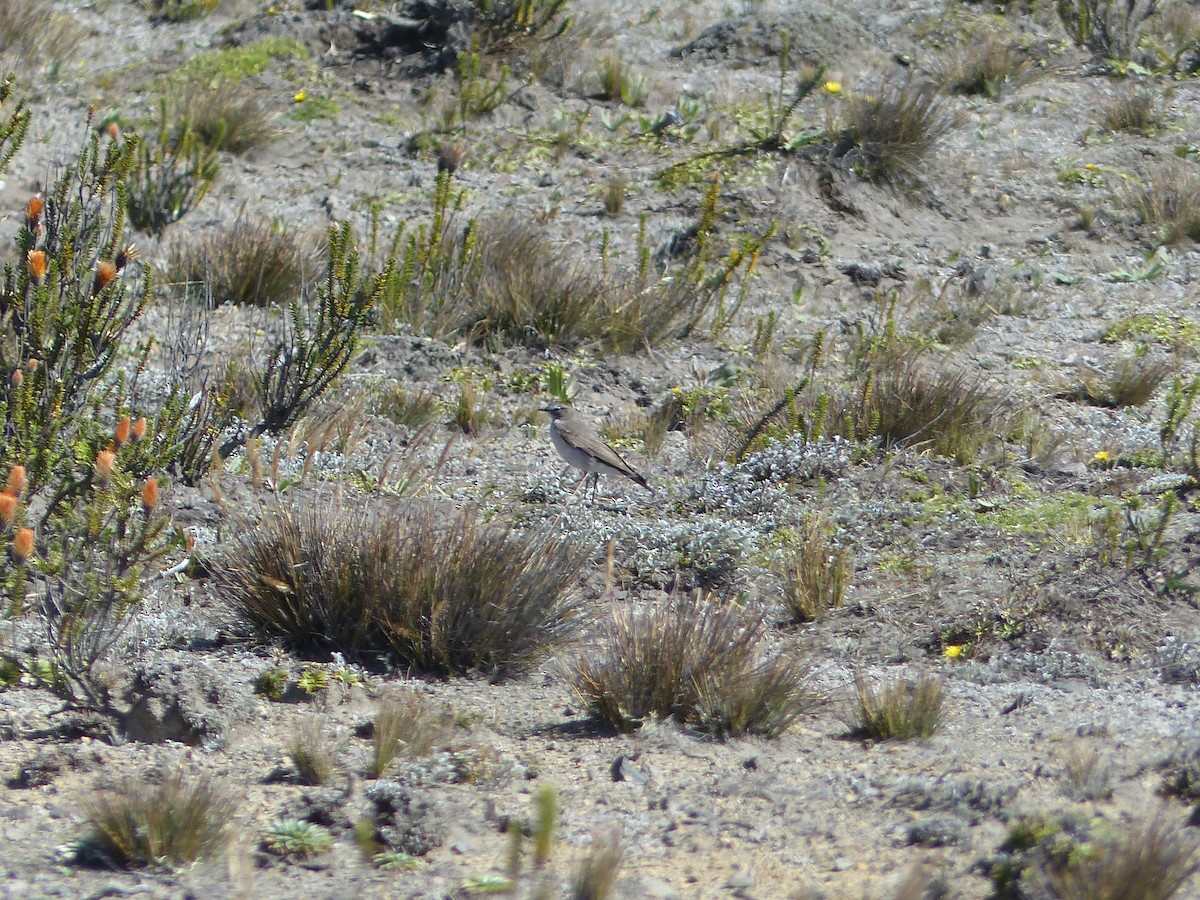 White-browed Ground-Tyrant - ML645212687