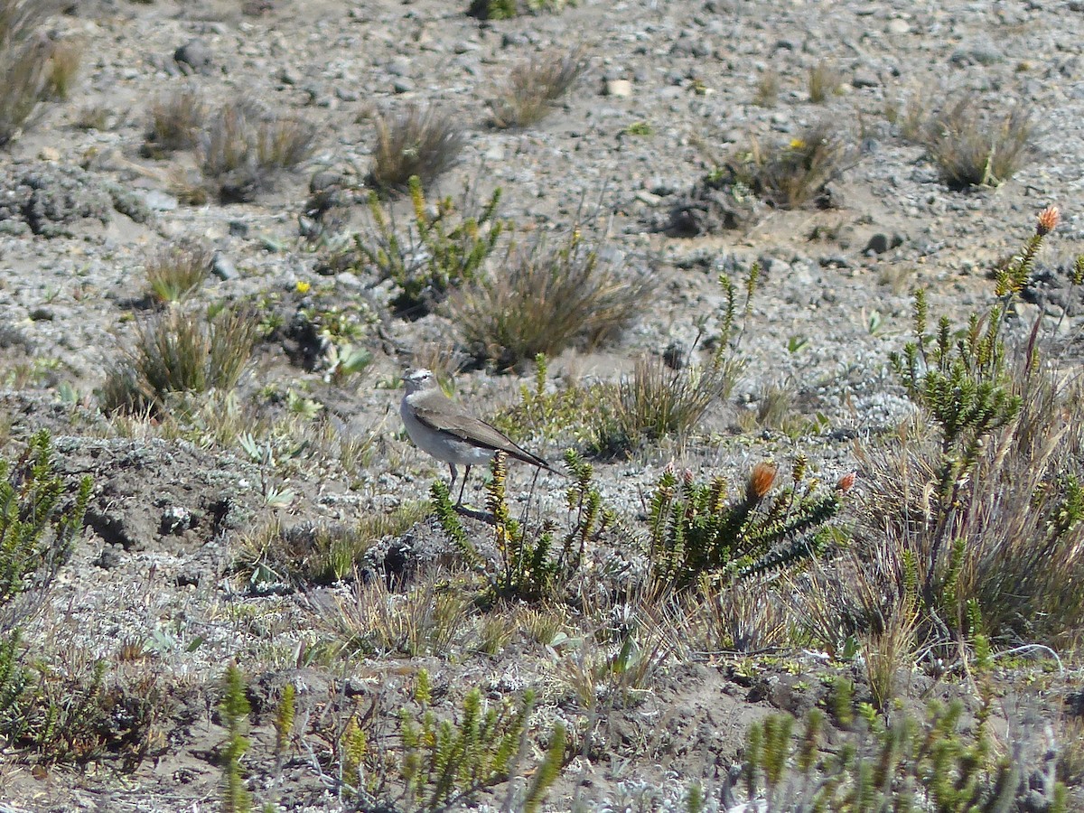 White-browed Ground-Tyrant - ML645212688