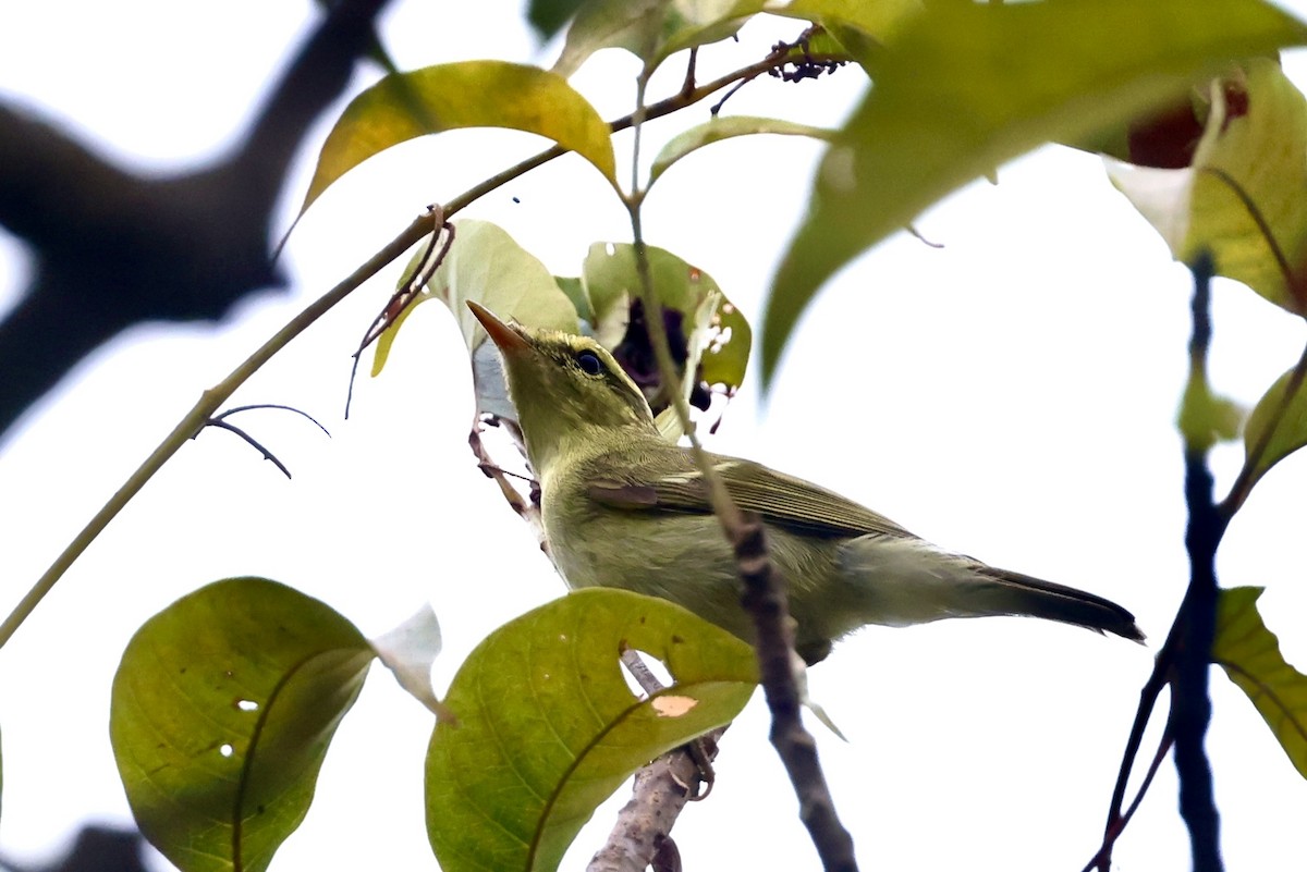 Greenish Warbler - ML645212693