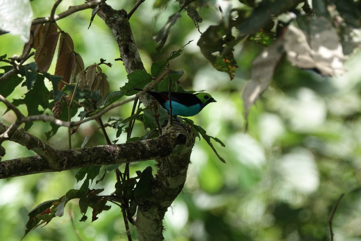 Paradise Tanager - ML645212717