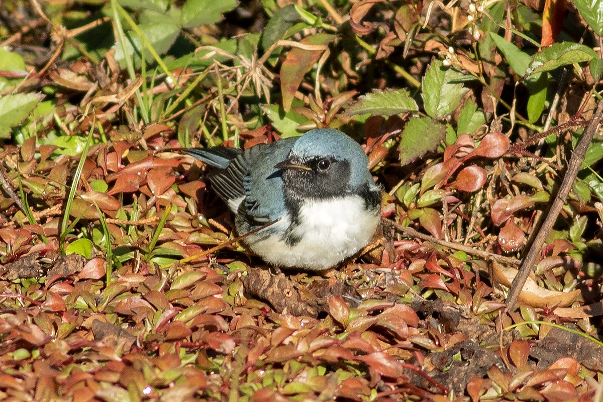 Black-throated Blue Warbler - ML645212721