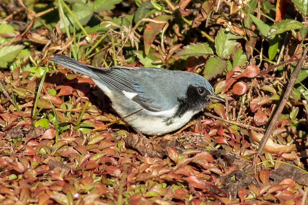 Black-throated Blue Warbler - ML645212722