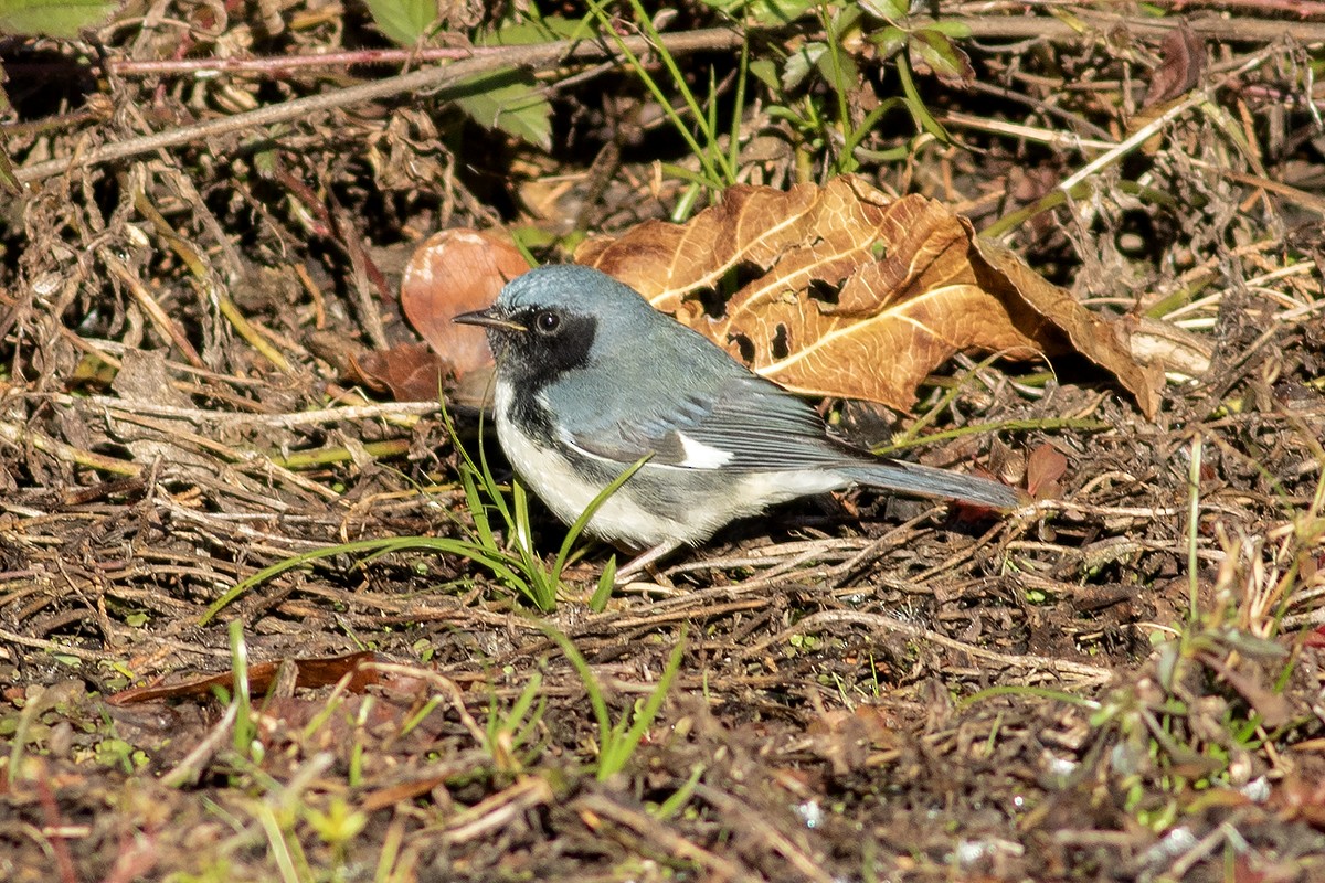 Black-throated Blue Warbler - ML645212723