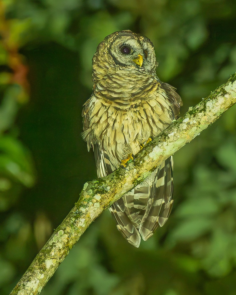 Fulvous Owl - ML645212730