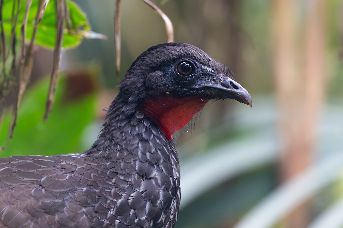 Pénélope du Cauca - ML645212731