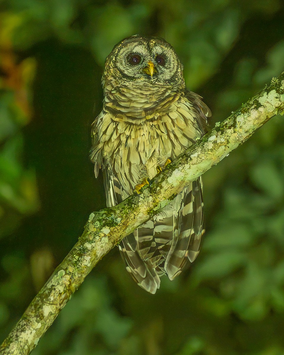 Fulvous Owl - ML645212732
