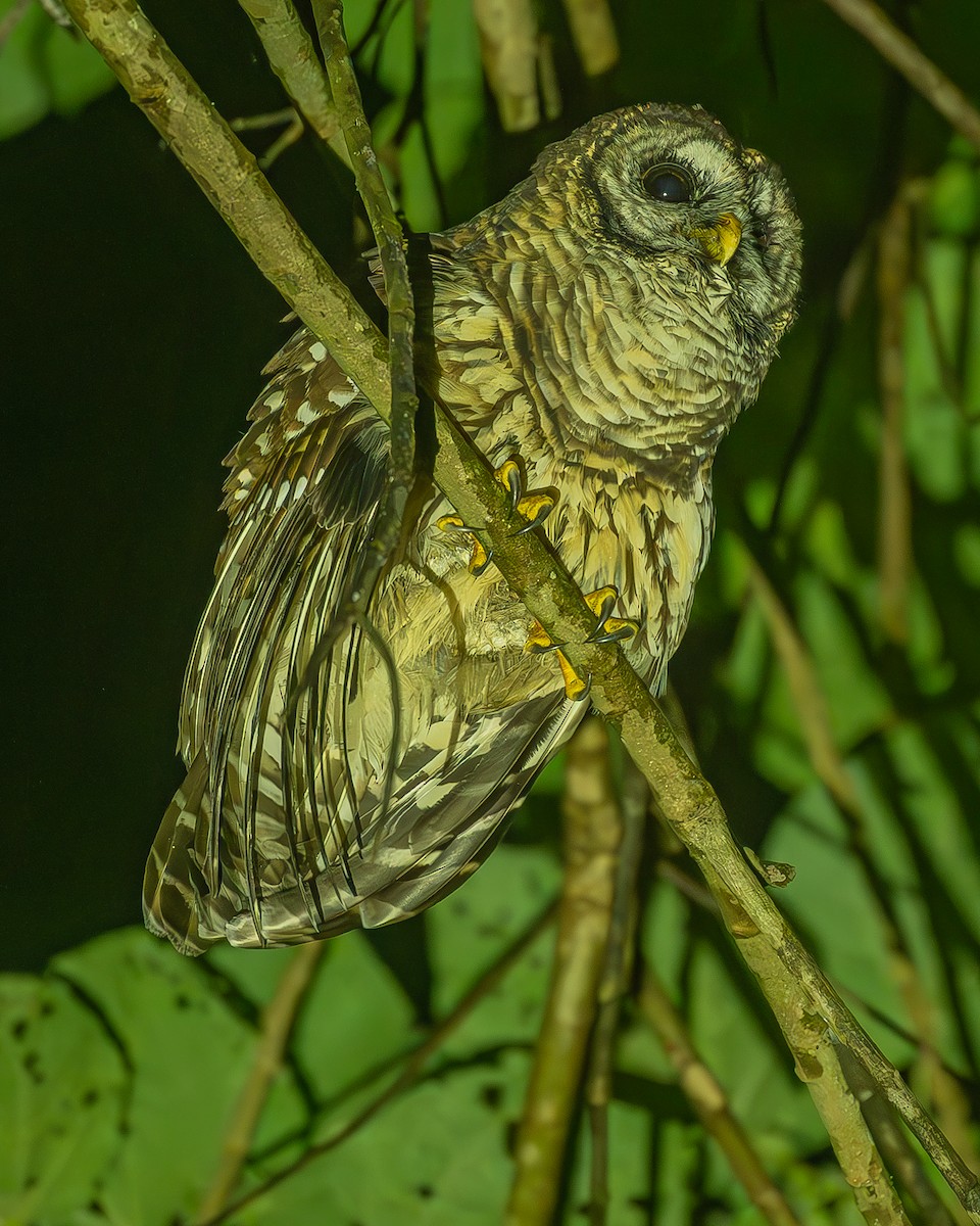 Fulvous Owl - ML645212733
