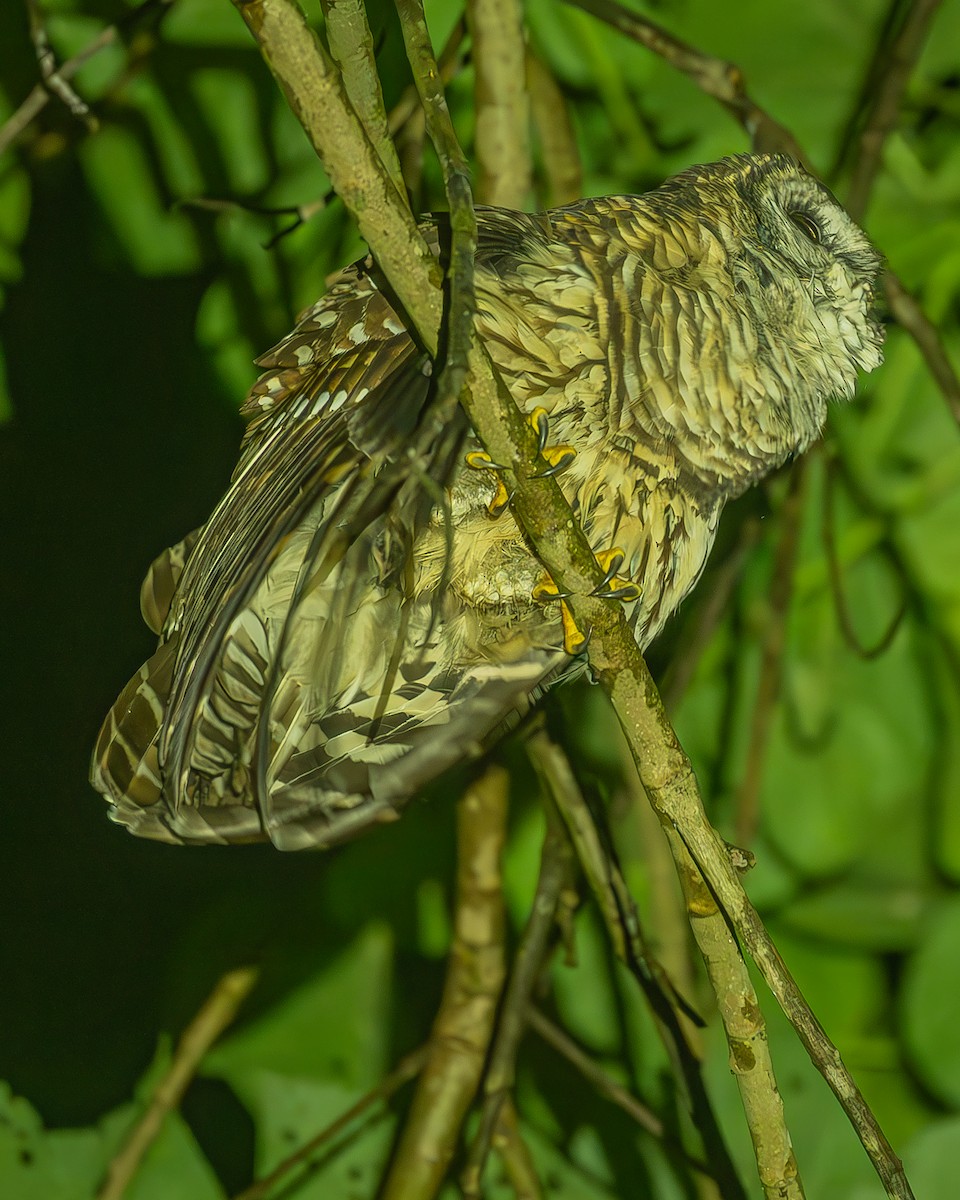 Fulvous Owl - ML645212734