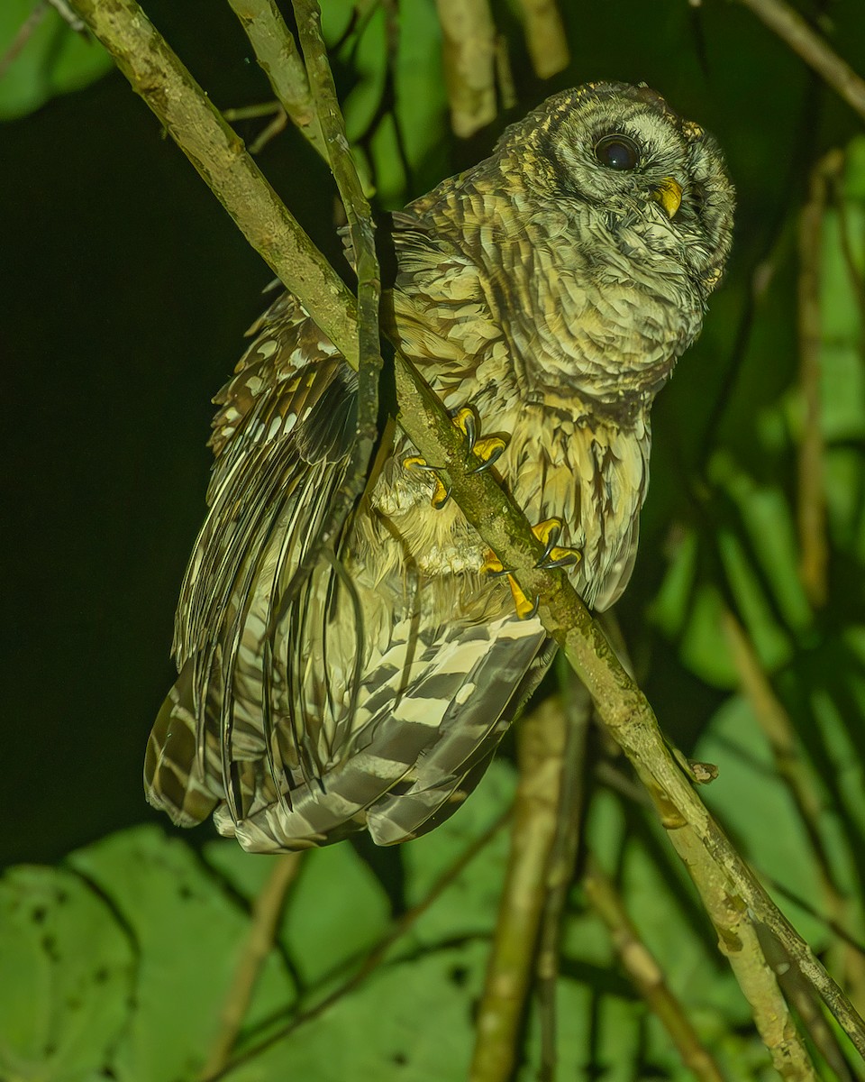 Fulvous Owl - ML645212735