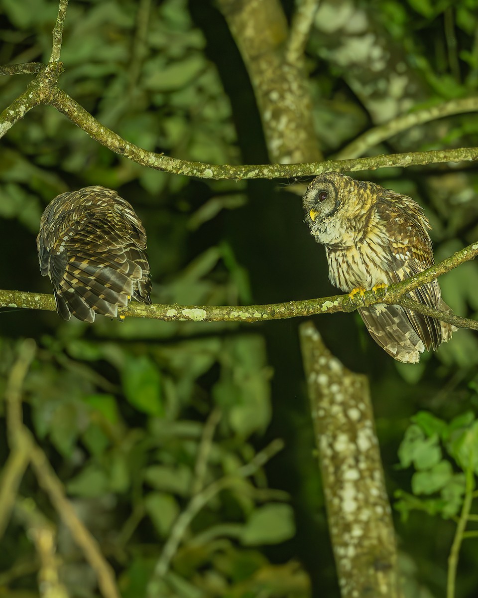 Fulvous Owl - ML645212736