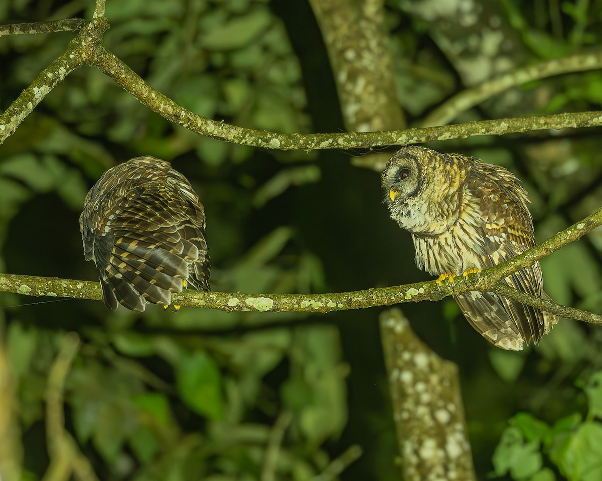 Fulvous Owl - ML645212737