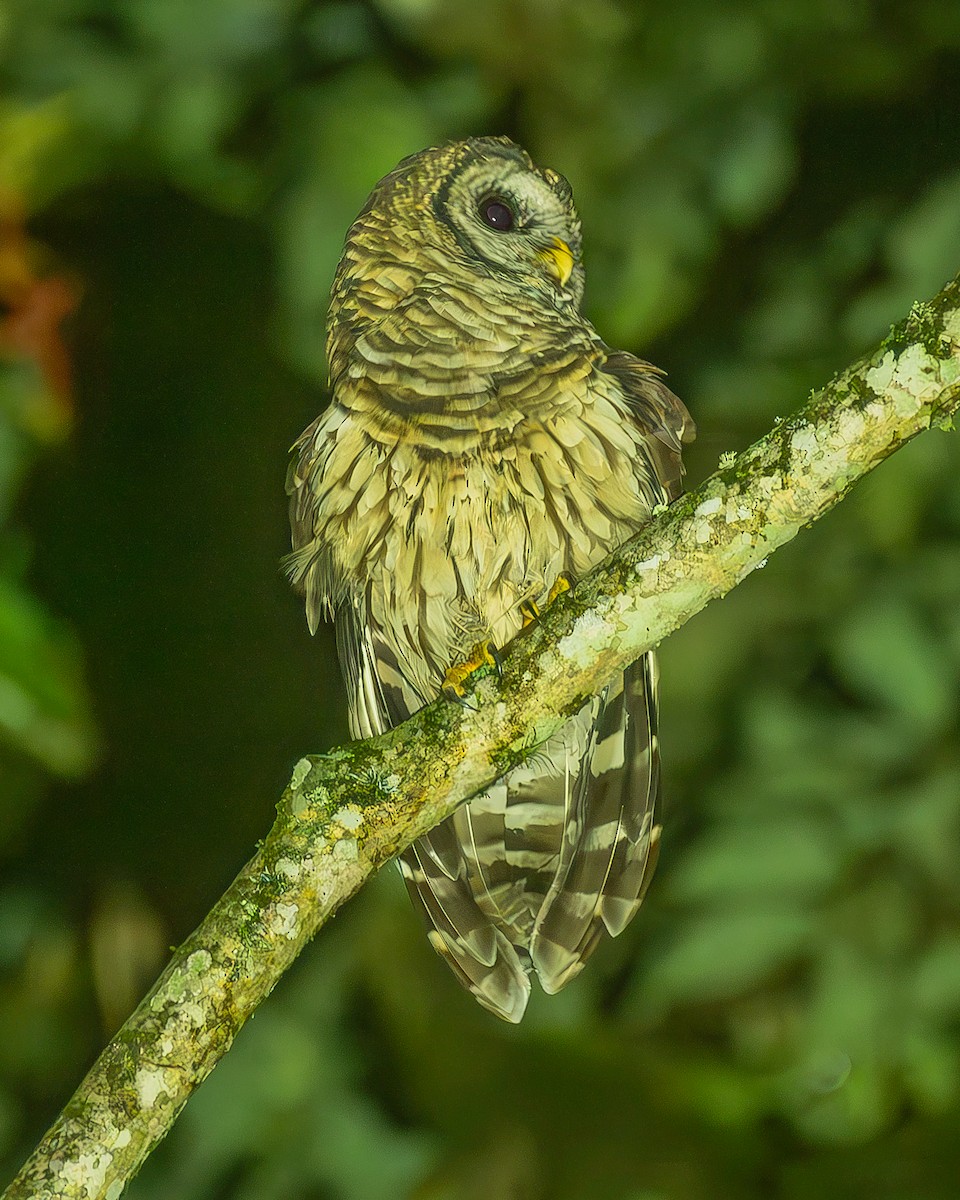 Fulvous Owl - ML645212738