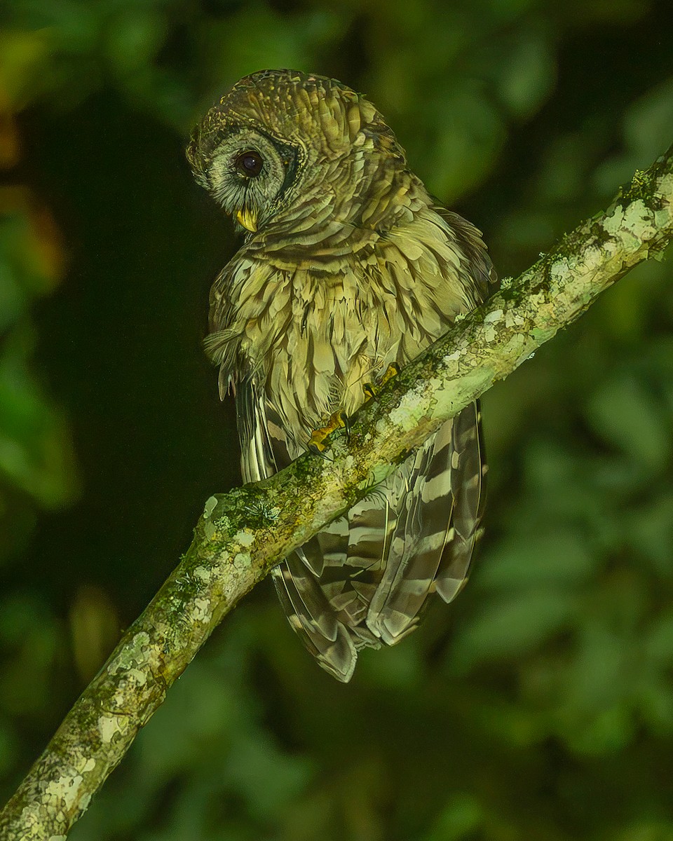 Fulvous Owl - ML645212739